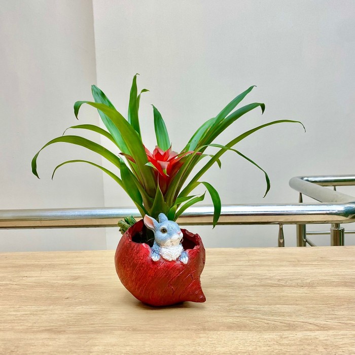 Гузмания в кашпо Свекла с зайчиком