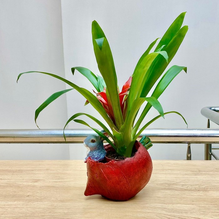 Гузмания в кашпо Свекла с зайчиком