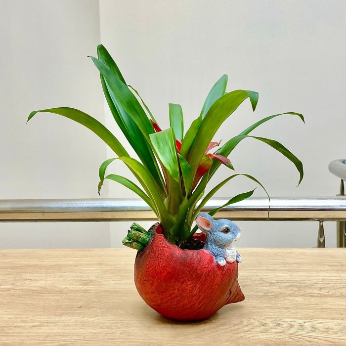 Гузмания в кашпо Свекла с зайчиком