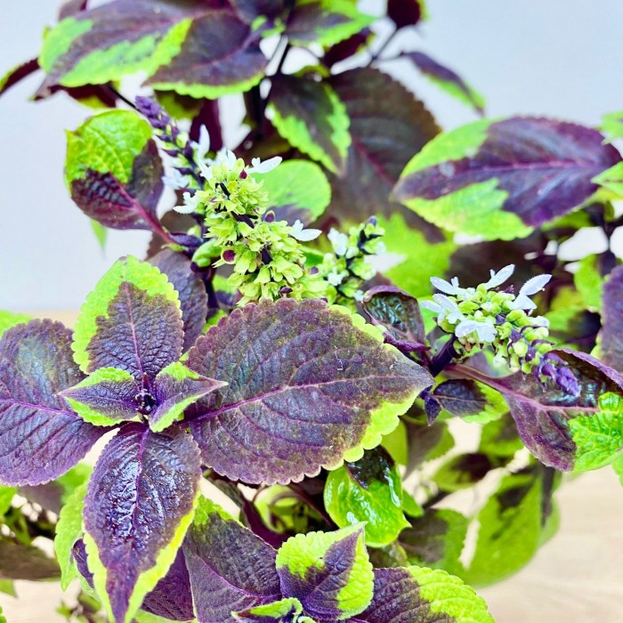 Колеус Pineapple