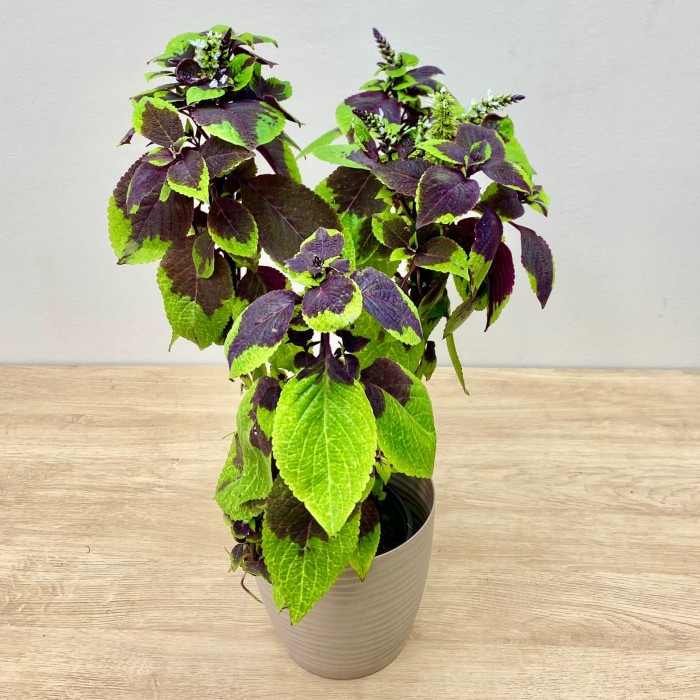 Колеус Pineapple