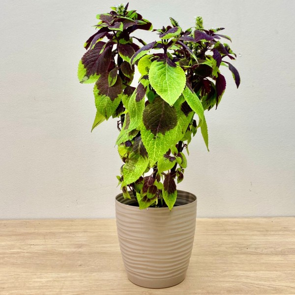 Колеус Pineapple