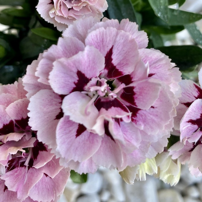 Гвоздика Шабо розовая