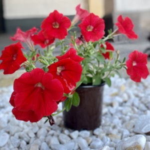 Петуния красная