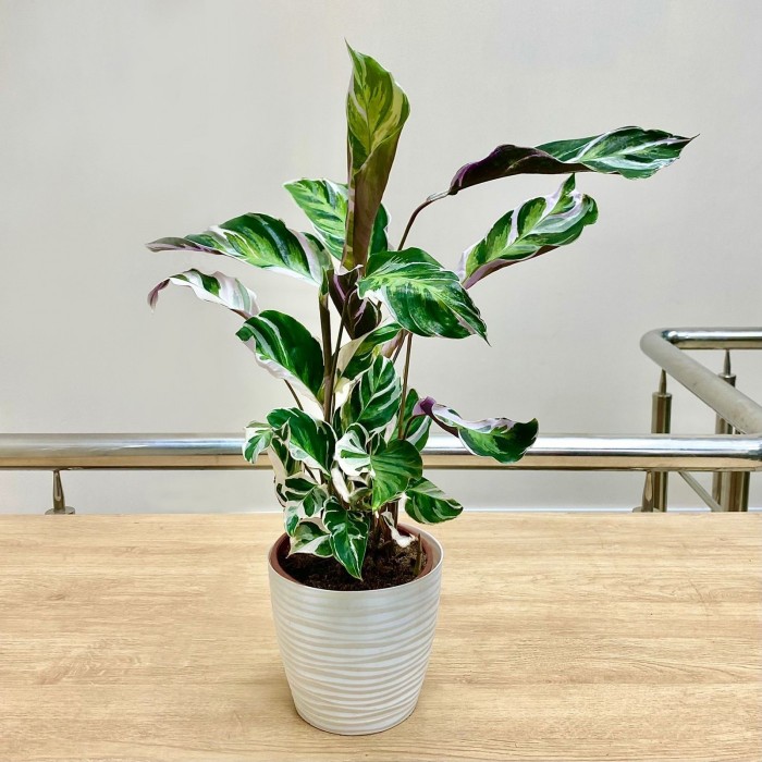 Калатея Фьюжн