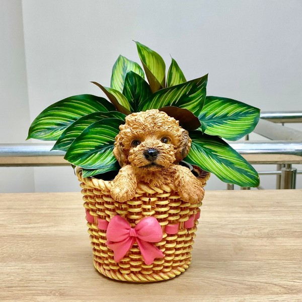 Калатея Сандериана в кашпо Пёсик в плетеной корзине