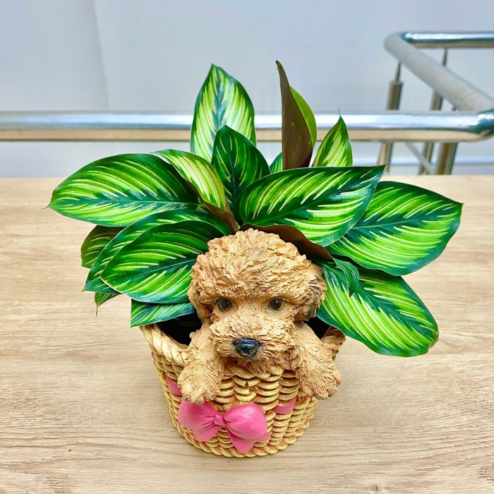 Калатея Сандериана в кашпо Пёсик в плетеной корзине