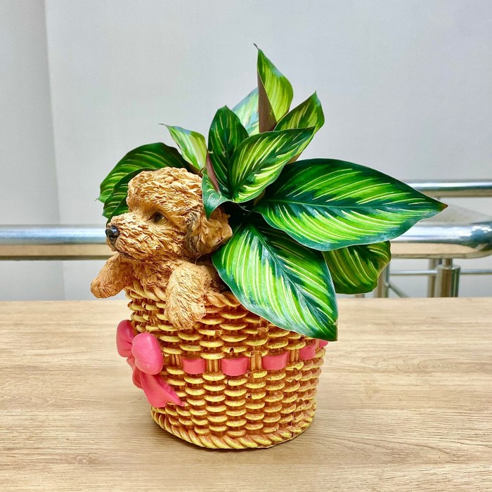 Калатея Сандериана в кашпо Пёсик в плетеной корзине