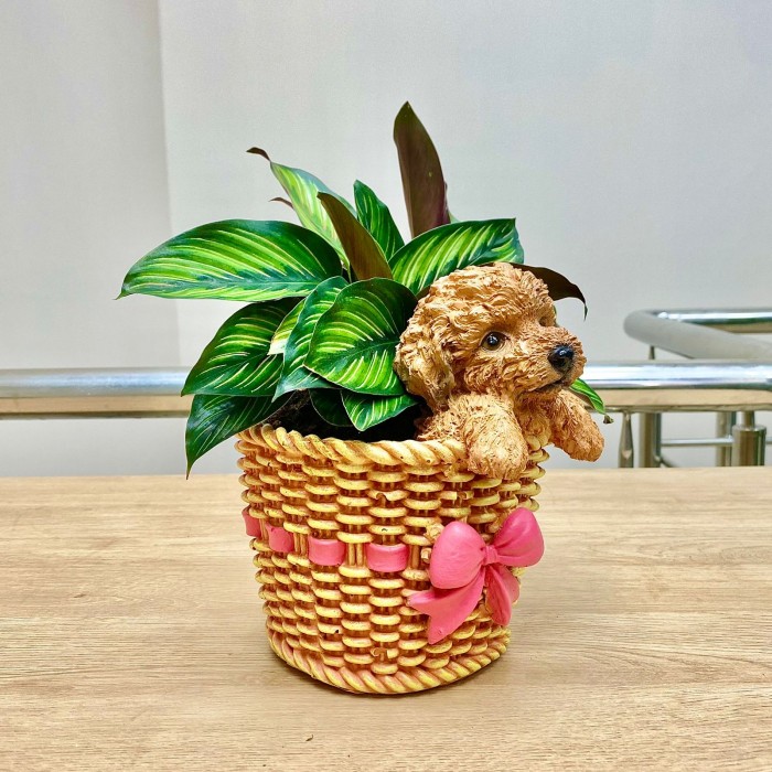 Калатея Сандериана в кашпо Пёсик в плетеной корзине