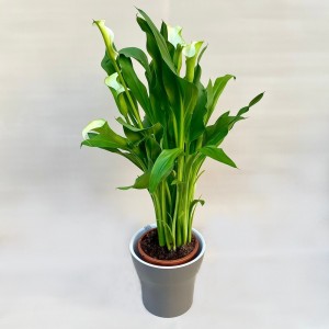 Калла бело-зеленая в горшке