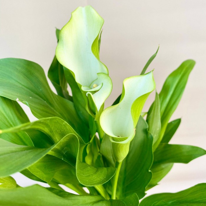 Калла бело-зеленая в горшке
