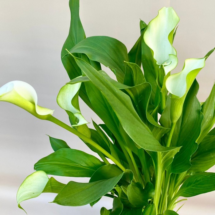 Калла бело-зеленая в горшке