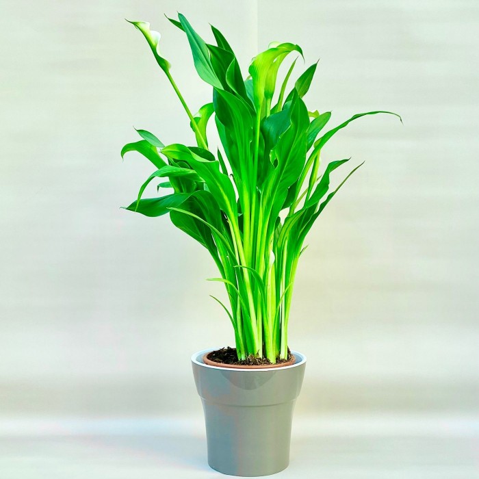 Калла бело-зеленая в горшке