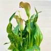 Калла розовая в горшке