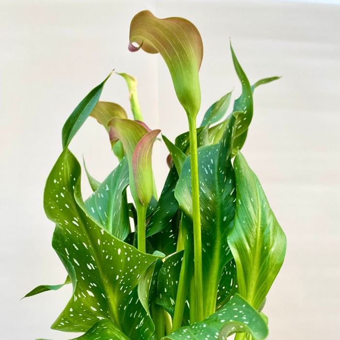 Калла розовая в горшке