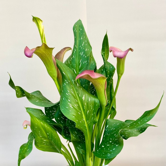 Калла розовая в горшке