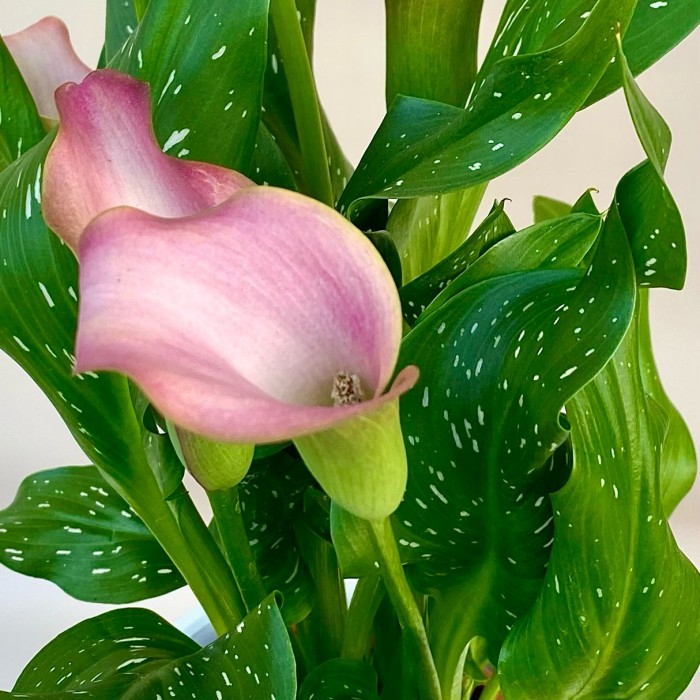 Калла розовая в горшке