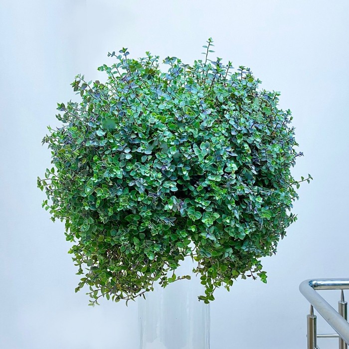 Каллизия ползучая