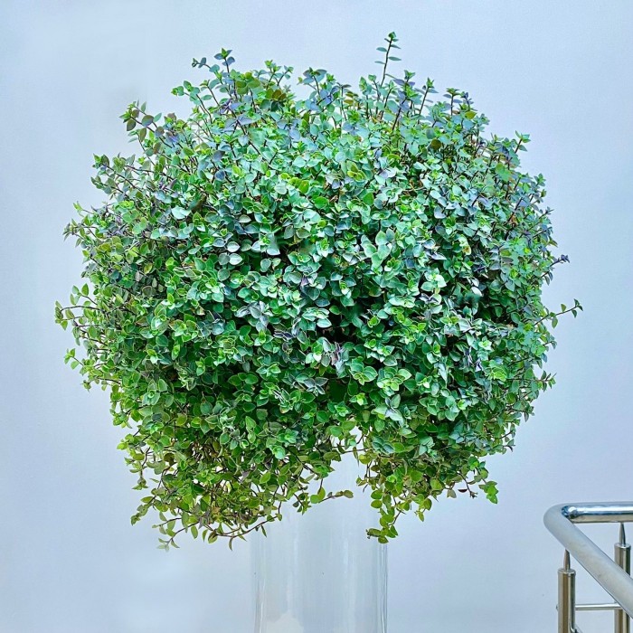 Каллизия ползучая