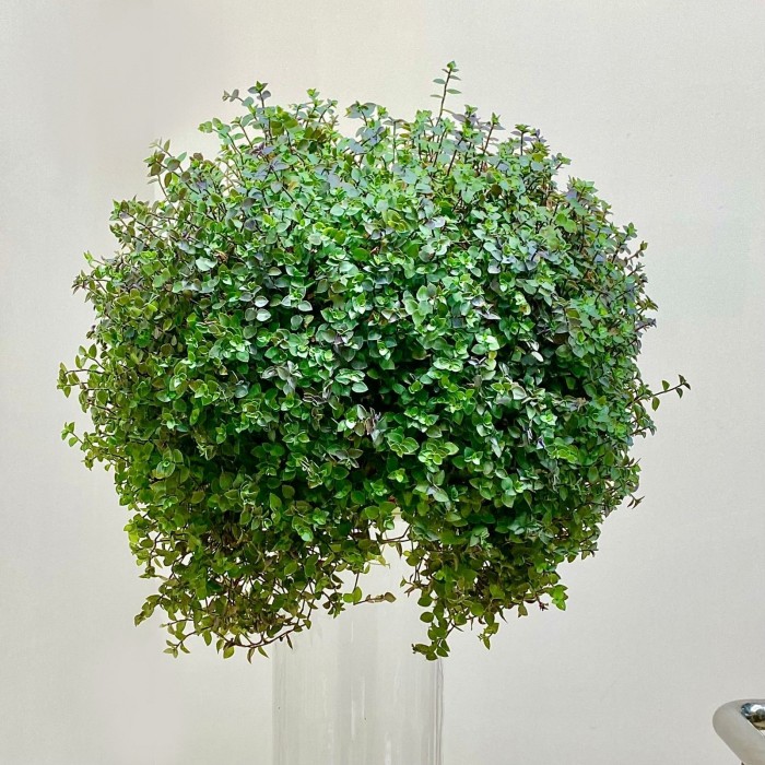 Каллизия ползучая