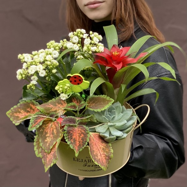 Композиция из каланхоэ и гузмании в металлическом кашпо