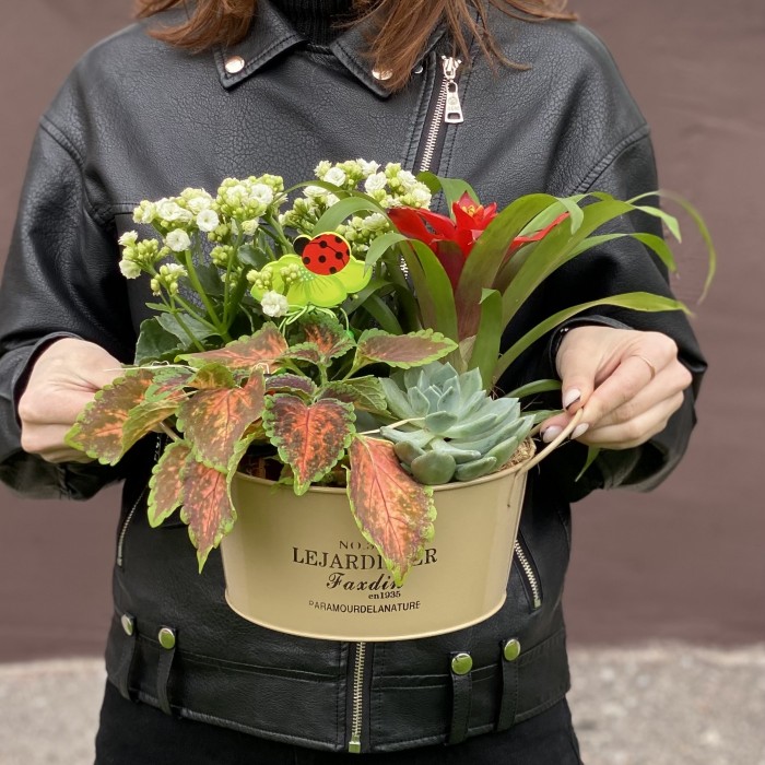 Композиция из каланхоэ и гузмании в металлическом кашпо