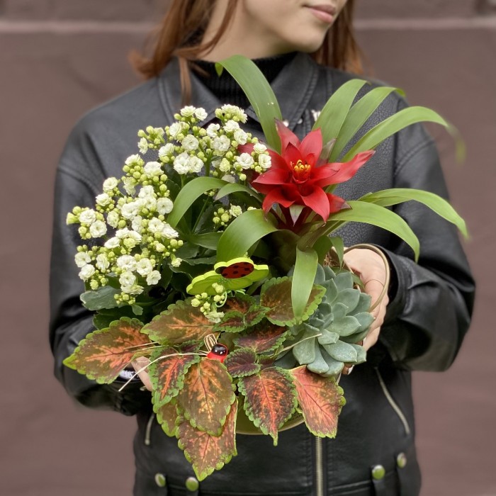 Композиция из каланхоэ и гузмании в металлическом кашпо