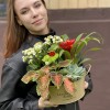 Композиция из каланхоэ и гузмании в металлическом кашпо