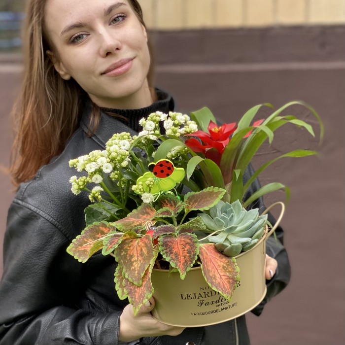 Композиция из каланхоэ и гузмании в металлическом кашпо