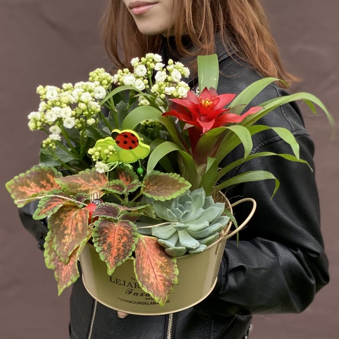 Композиция из каланхоэ и гузмании в металлическом кашпо