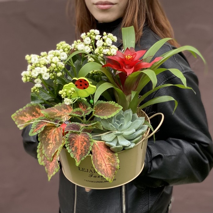 Композиция из каланхоэ и гузмании в металлическом кашпо