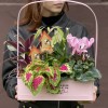 Композиция с цикламеном и колеусом в металлическом кашпо