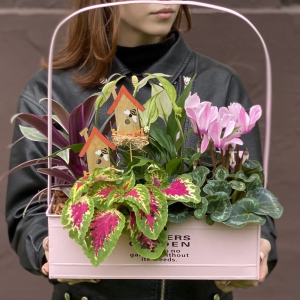 Композиция с цикламеном и колеусом в металлическом кашпо