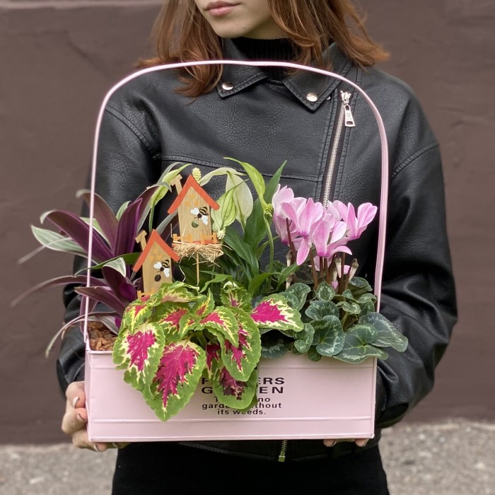 Композиция с цикламеном и колеусом в металлическом кашпо