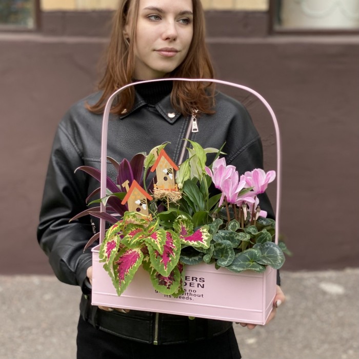 Композиция с цикламеном и колеусом в металлическом кашпо