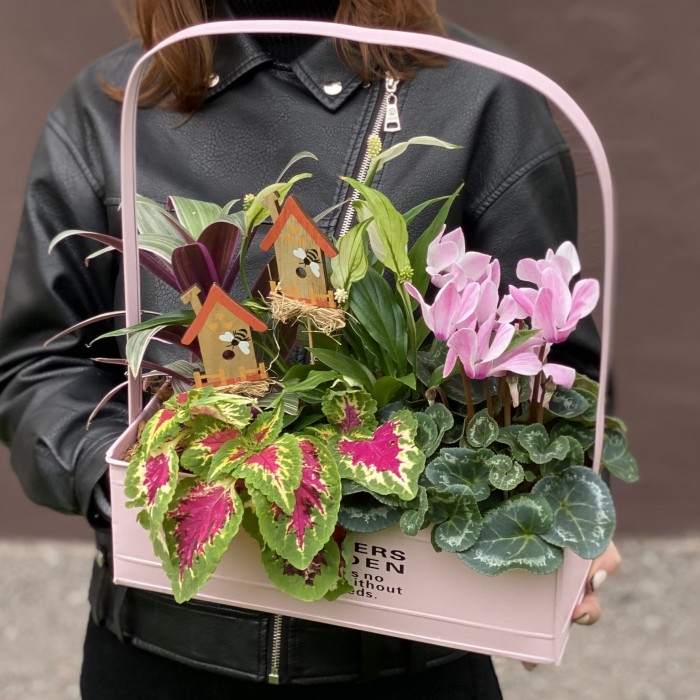 Композиция с цикламеном и колеусом в металлическом кашпо