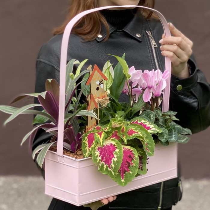 Композиция с цикламеном и колеусом в металлическом кашпо