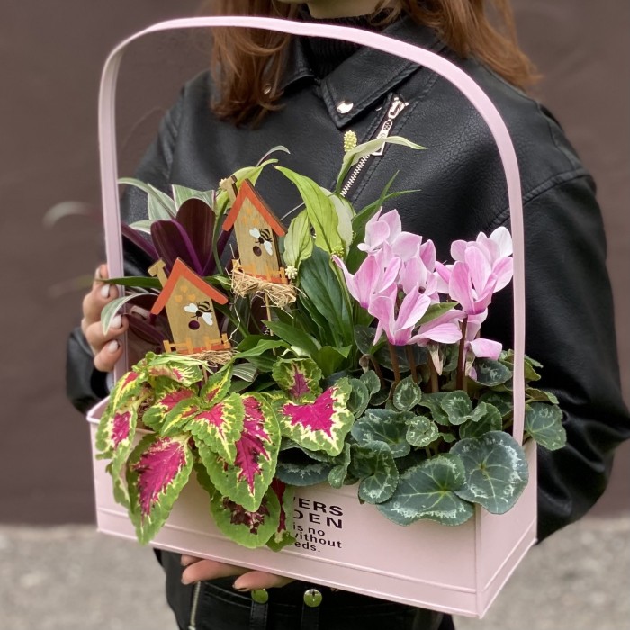 Композиция с цикламеном и колеусом в металлическом кашпо