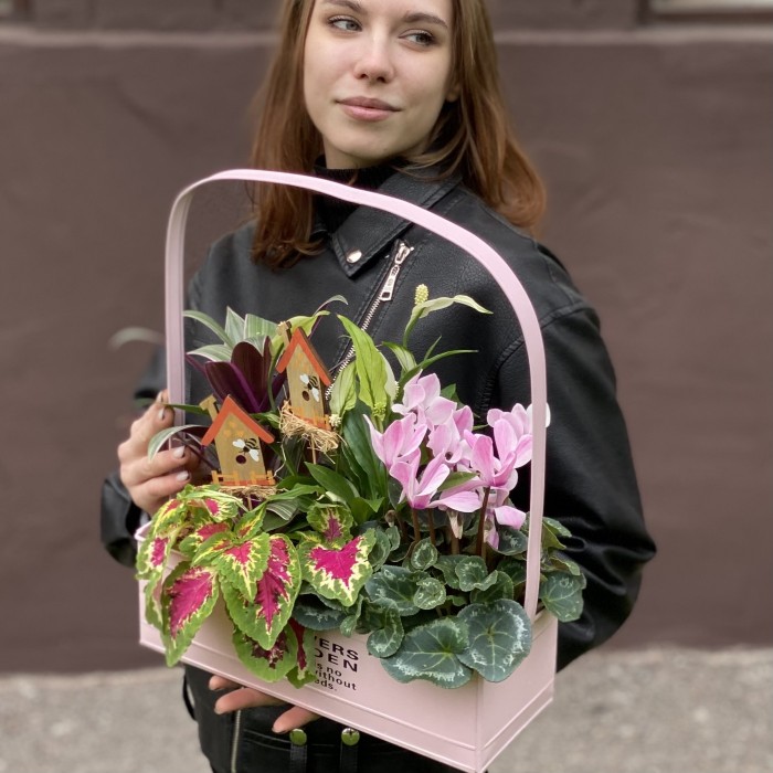 Композиция с цикламеном и колеусом в металлическом кашпо