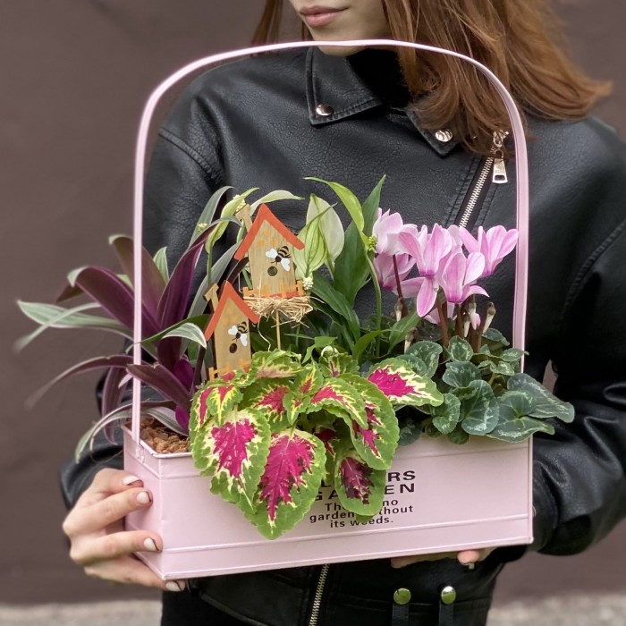 Композиция с цикламеном и колеусом в металлическом кашпо