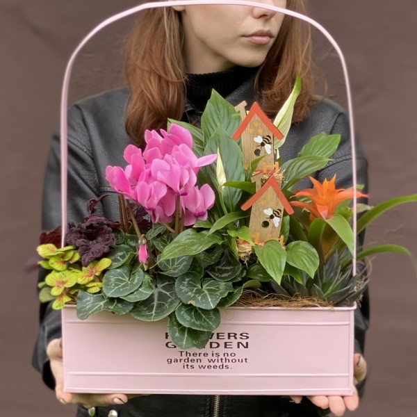 Композиция с цикламеном и спатифиллумом в металлическом кашпо