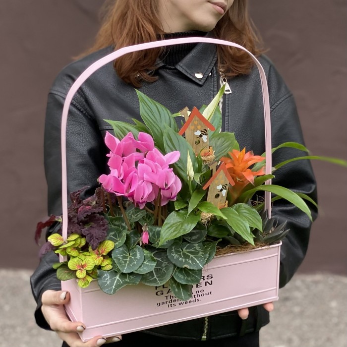 Композиция с цикламеном и спатифиллумом в металлическом кашпо