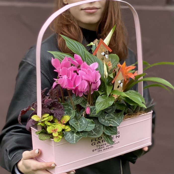 Композиция с цикламеном и спатифиллумом в металлическом кашпо