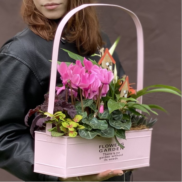 Композиция с цикламеном и спатифиллумом в металлическом кашпо