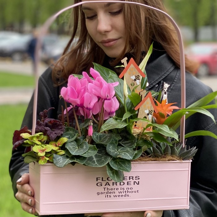 Композиция с цикламеном и спатифиллумом в металлическом кашпо