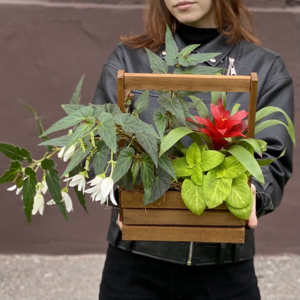 Композиция с бегонией и гузманией в деревянном кашпо