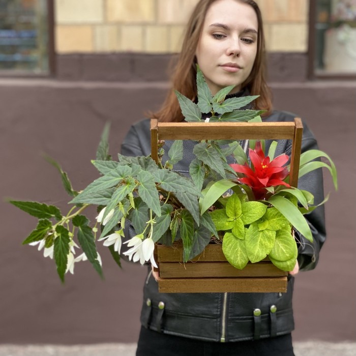 Композиция с бегонией и гузманией в деревянном кашпо