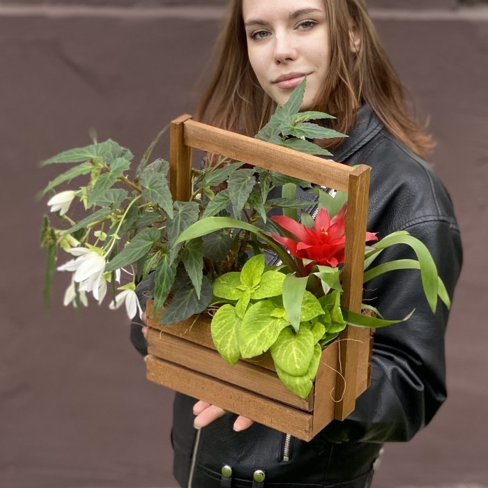 Композиция с бегонией и гузманией в деревянном кашпо