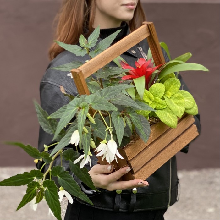 Композиция с бегонией и гузманией в деревянном кашпо