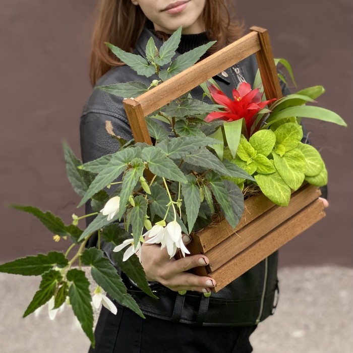 Композиция с бегонией и гузманией в деревянном кашпо